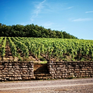 immagine del vino