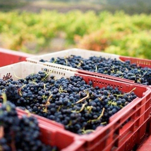 immagine del vino