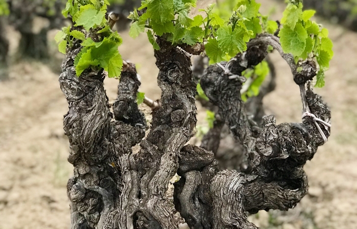 Visita il Domain-Andre-Berthet-Rayne 1,00 €