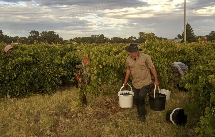 Visita alla tenuta hart de la barrossa 1,00 €