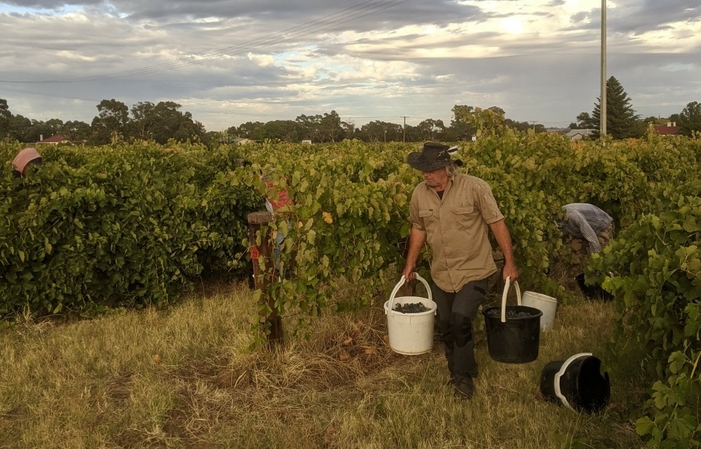 Visita alla tenuta hart de la barrossa 1,00 €