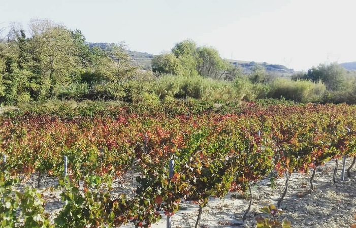 Visita e degustazioni del Domaine Des Romarins 20,00 €