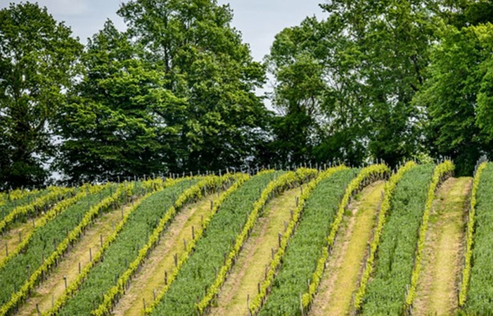 Visita e degustazioni delle distillerie cognac-grosperrin 1,00 €