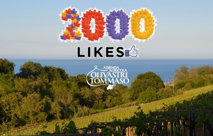 Visita e degustazioni al Vini Olivastri Tommaso 1,00 €