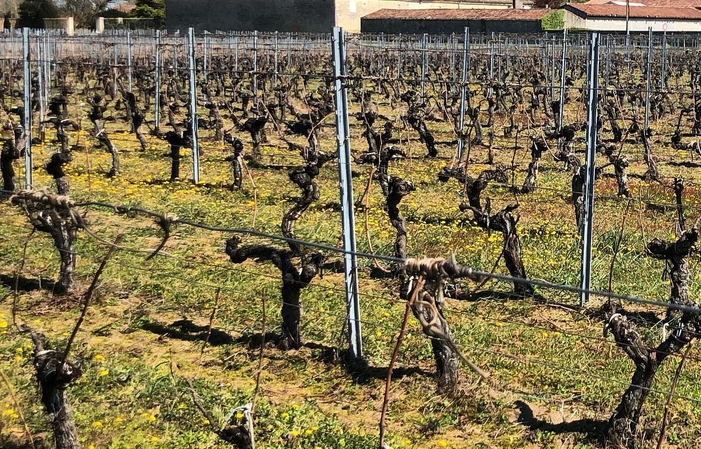 Visita e degustazioni di Chateau Escot 1,00 €