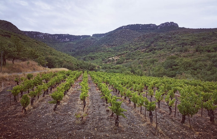 Visita e degustazione al Domaine La Rouquette 1,00 €