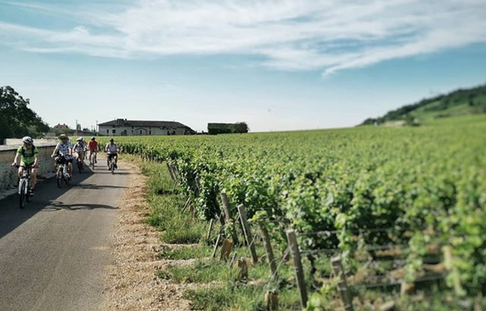 DEVENE VIGNERON in Borgogna durante la vendemmia 360,00 €