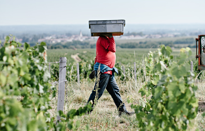 Château du Moulin-à-Vent, una storia di terroir! 59,00 €