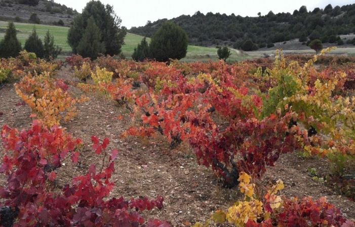 Visita DOMINIO DEL AGUILA Ribera del Duero 1,00 €