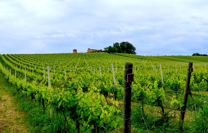 Visita e degustazioni presso la Cantina Marramiero 1,00 €