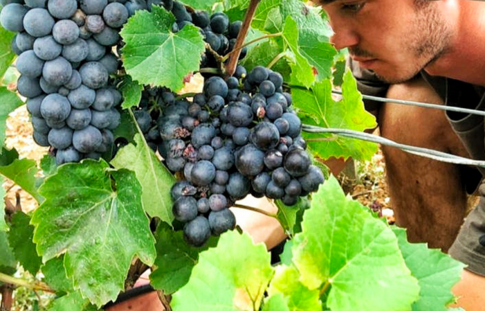 DEVENE VIGNERON in Borgogna durante la vendemmia 360,00 €