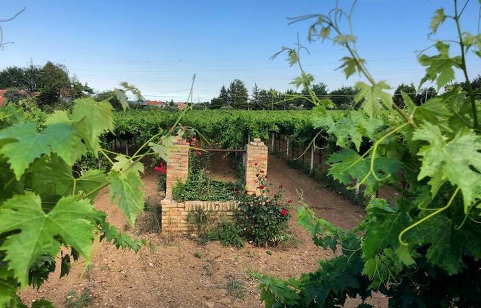 Visita e degustazioni alle Cantine Maligni 1,00 €