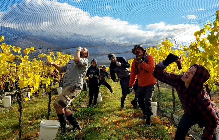 Visita e degustazioni dei vini dei vigneti di Misha 1,00 €