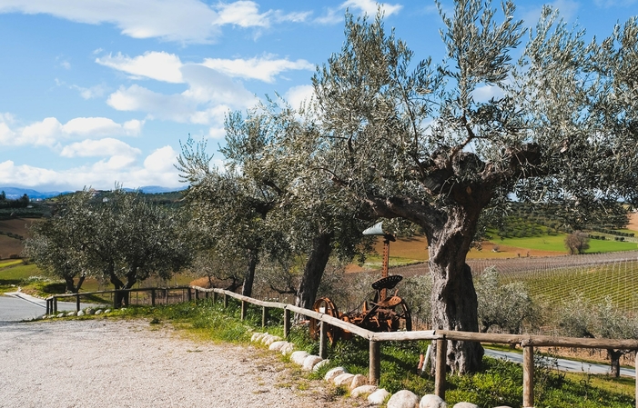 Visita e degustazione al Vini Contesa 1,00 €