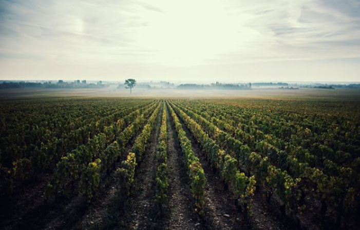 Scopri i vini di Domaine Heitz-Lochardet (Bourgogn 40,00 €
