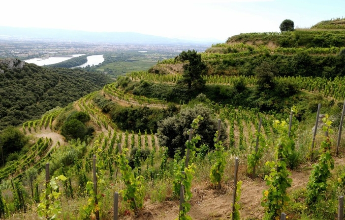 Visita e degustazione al domaine du Coulet 1,00 €