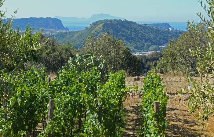 Tour della Cantina Astroni con degustazione 20,00 €