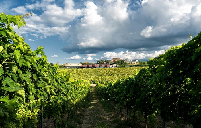 Visita e degustazioni presso la Cantina Marramiero 1,00 €