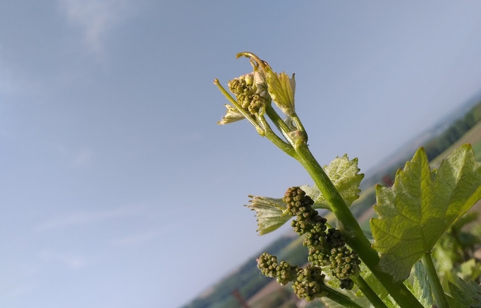 Passeggiata e degustazione 20,00 €