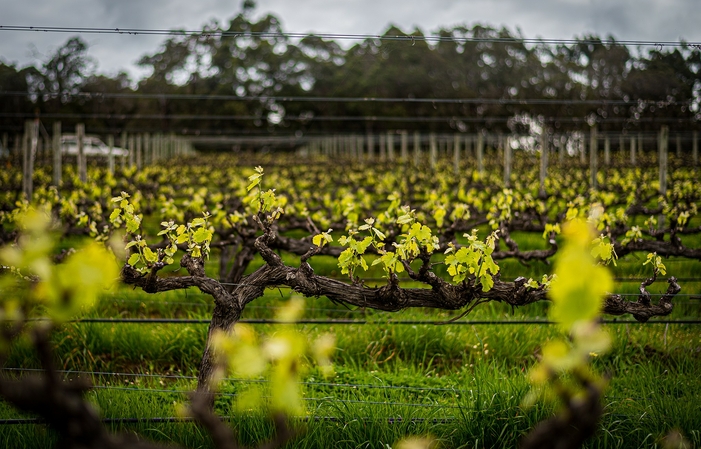 Guida alla degustazione di vigneti singoli 20,00 €