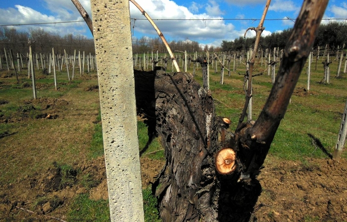 Visita e degustazioni al Faraone Vini 1,00 €