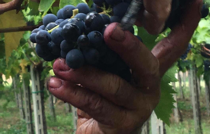 Visita e degustazioni al Vini Olivastri Tommaso 1,00 €