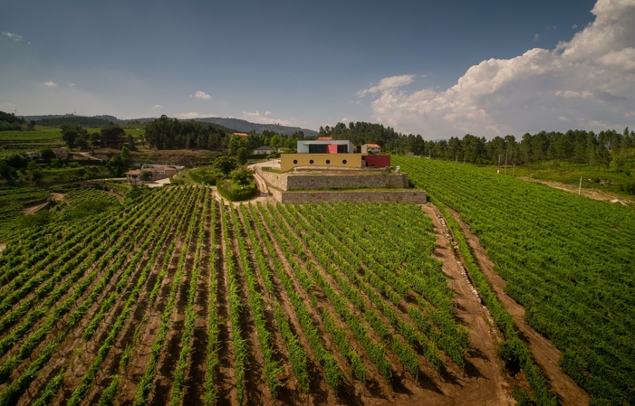 Visita guidata dei vigneti seguita da un pic-nic 46,00 €