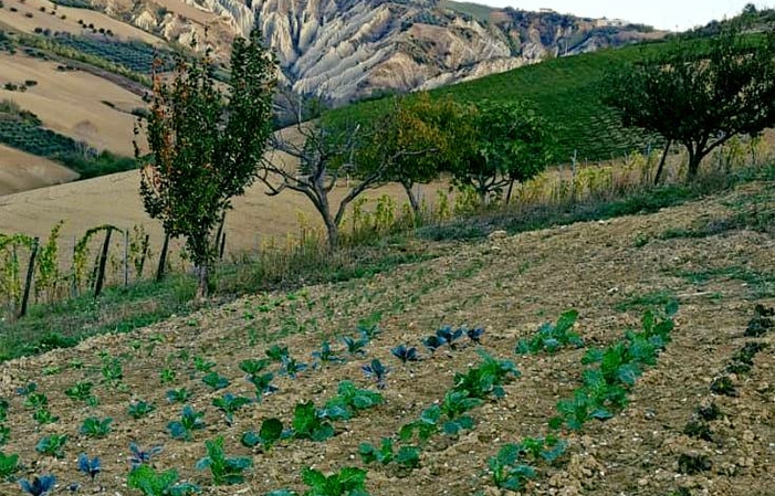 Visita e degustazioni ai Vini Francesco Cirelli 1,00 €