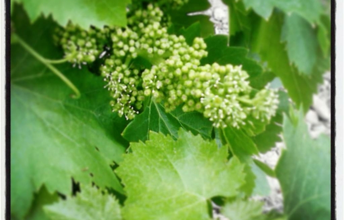 Visita e degustazioni del Domaine Des Romarins 20,00 €