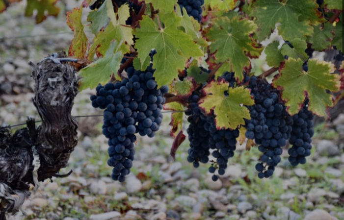 Visita e degustazione Château Branas Grand Poujeaux 1,00 €