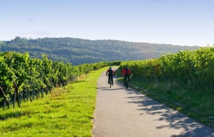 Giornata intera nella Loire COURS D'OENOLOGIE 160,00 €