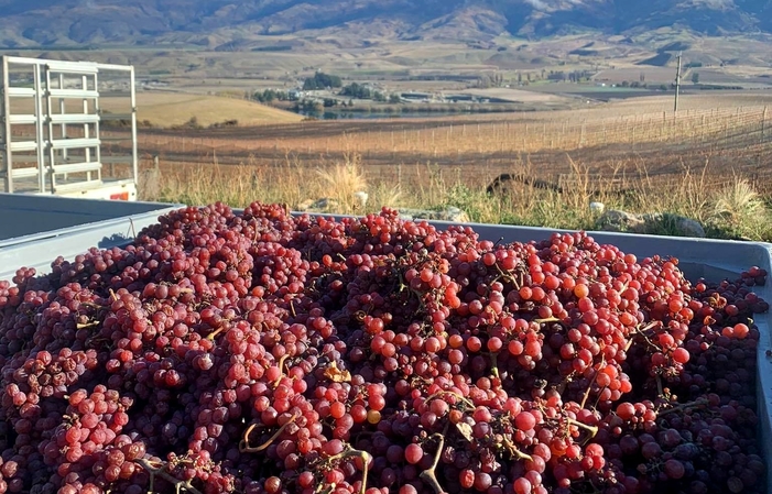 Visita e degustazioni dei vini dei vigneti di Misha 1,00 €