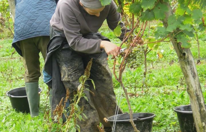 Visita il Castello del Petit Thouars - Vino della Valle della Loira 1,00 €