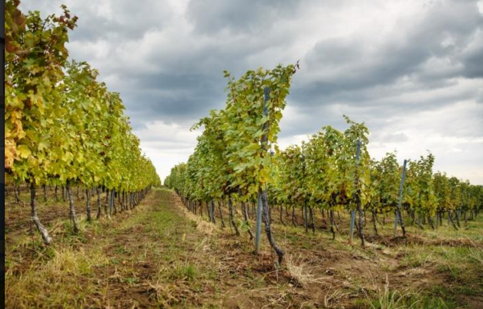 Visita di DOMENIILE PANCIU - WINERY RESORT - VRANCEA - MOLDAVIA 1,00 €