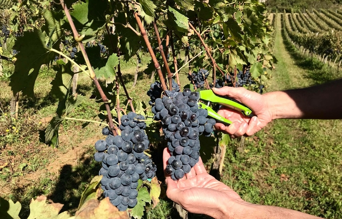 Visita Fattoria dell'Aiola: degustazione di vini 15,00 €