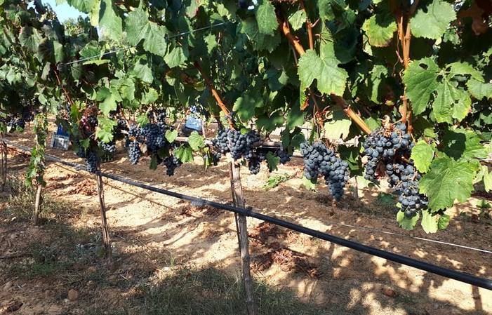 Visita Agelakis Winery 8,00 €