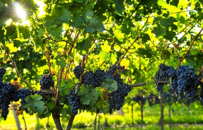 Visita Agelakis Winery 8,00 €