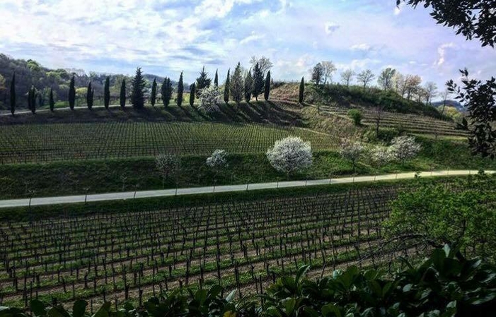 Visita e degustazione presso l'azienda agricola russiz Superiore 1,00 €