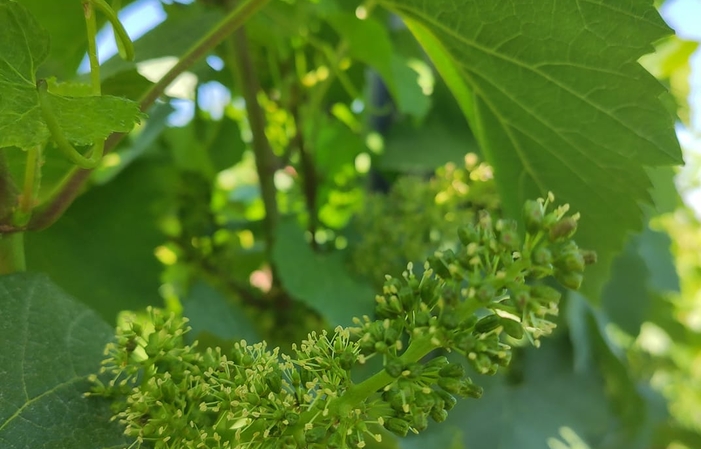 Visita e degustazioni del Domaine Du Château De La Valette 39,00 €