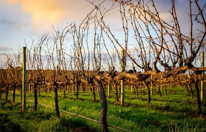 Guida alla degustazione di vigneti singoli 20,00 €