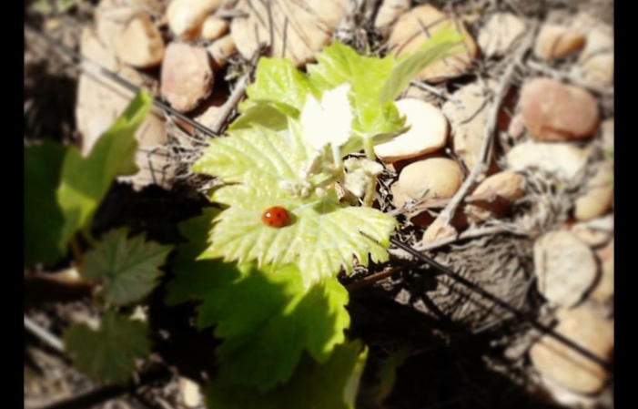 Visita e degustazioni del Domaine Des Romarins 20,00 €