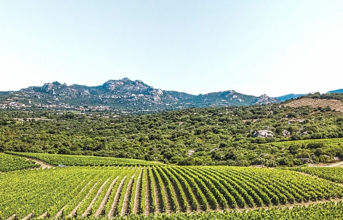 Visita e Degustazione Rosato - Vermentino 30,00 €