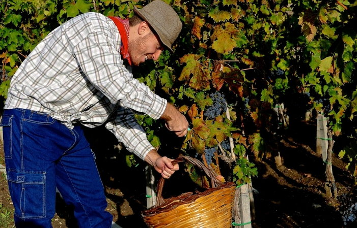 Visita e degustazione a Dora Sarchese Vini 1,00 €