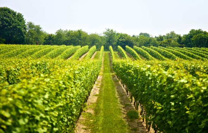 Visita Agelakis Winery 8,00 €