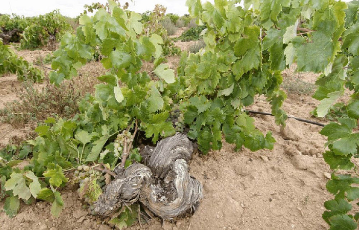 Visita Bodegas Aruspide 5,00 €