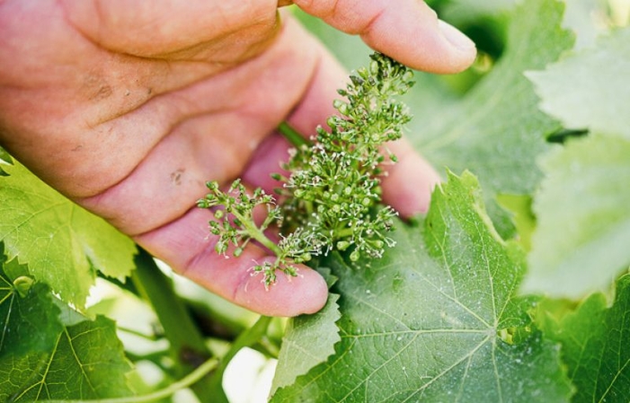 Visita e Degustazione DOMAINE CHRISTOPHE MARIN 1,00 €