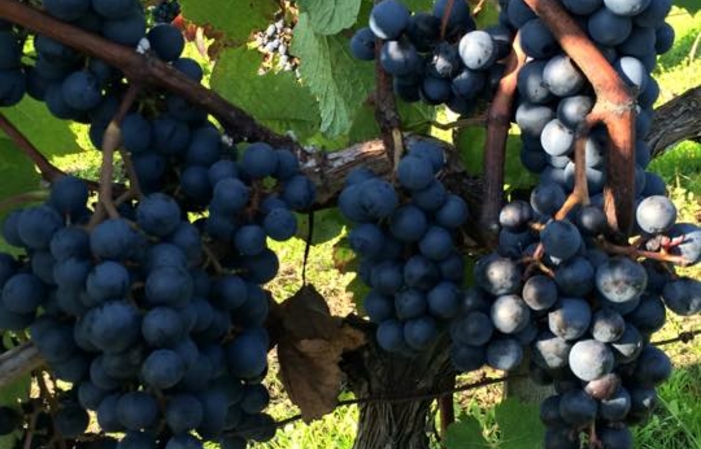 Visita e degustazioni di Chateau Escot 1,00 €