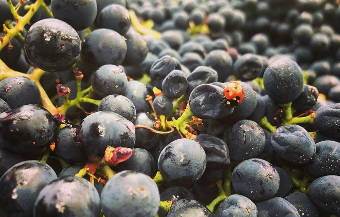 Visita e degustazioni alle Cantine Maligni 1,00 €