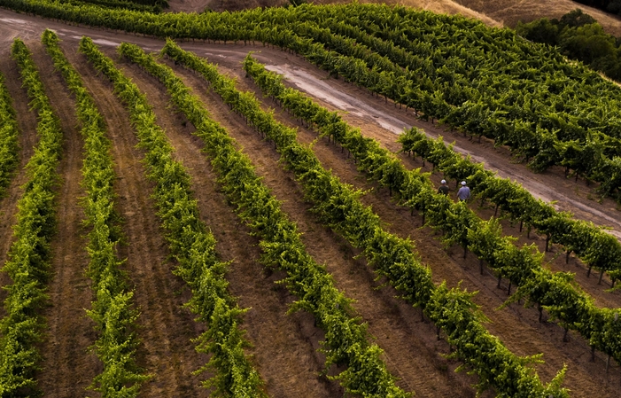 Ferrari Carano Vigneti e Cantina Riserva Degustazione vini in Enoteca 50,00 €