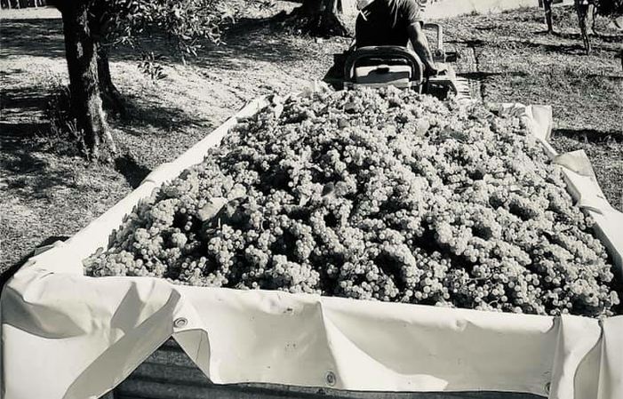 Visiete e degustazioni al Podere Della Torre Vini 1,00 €